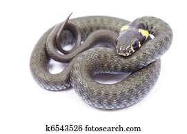 snake snake