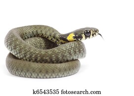 snake snake