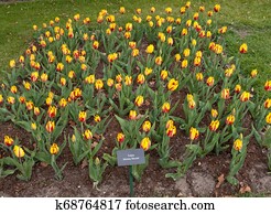 Tulips called the Mickey Mouse blooming in Lisse, Holland, Netherlands. Tulips called the Mickey Mouse blooming in Lisse, Holland, Netherlands.