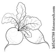 צנון, עם, leaves,, מיתארים