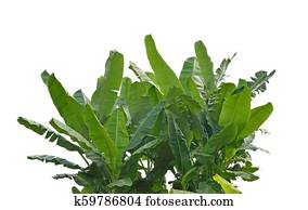 Banana leaves Banana leaves