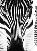 Black and white portrait of a zebra Black and white portrait of a zebra