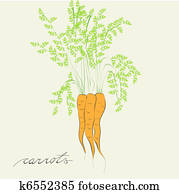 Carrot Carrot