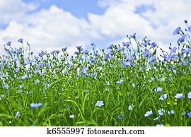 florescer, linho, campo