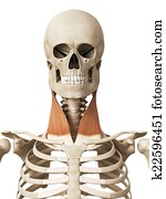 the sternocleidomastoid the sternocleidomastoid