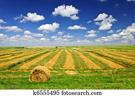 Wheat farm field at harvest