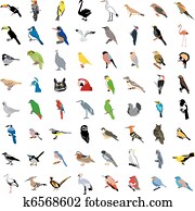 Big collection of birds