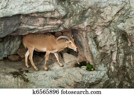 brown mountain goat 