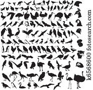 collection of birds