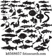 collection of fishes collection of fishes