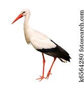 Great white stork