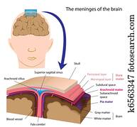 Meninges of the brain, eps8 Meninges of the brain, eps8