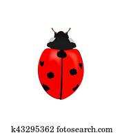 חרק של גברת