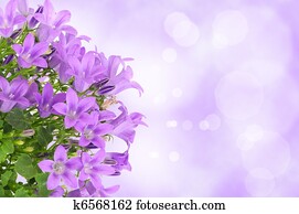 פרח סגול, רקע