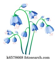 bluebell bluebell