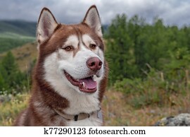 Brown smiling husky dog on cloudy background of wooded mountains. Brown smiling husky dog on cloudy background of wooded mountains.