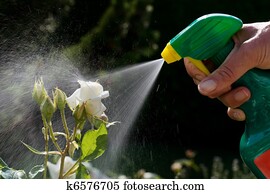 Pest control. Roses in the garden Pest control. Roses in the garden