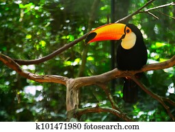 Toco toucan