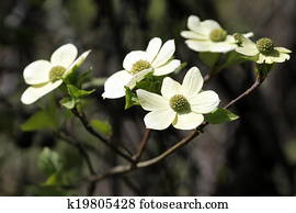 太平洋ハナミズキ 画像 30 太平洋ハナミズキ ストックフォト Fotosearch