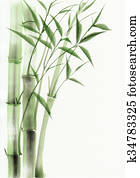 Bamboo watercolor painting Bamboo watercolor painting