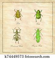 Beetle, Broad-Nosed Weevil and Buprestis Beetle Vintage Collection Beetle, Broad-Nosed Weevil and Buprestis Beetle Vintage Collection