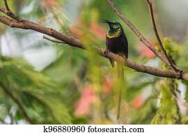 Bronze Sunbird - Nectarinia kilimensis