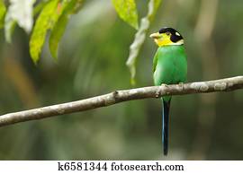 colorful tropical bird