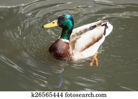 Duck Duck