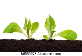 Lettuce seedling in soil