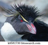 Macaroni penguin