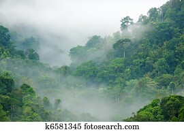 rainforest morning fog rainforest morning fog