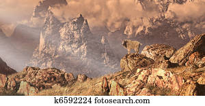 Mountain Goat In The Rocky Mountain Mountain Goat In The Rocky Mountain
