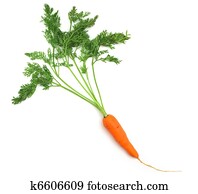 Isolated carrot
