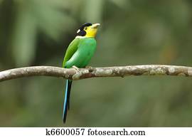 long tailed broadbill on tree branch