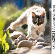 maine coon kitten roaming in suny garden maine coon kitten roaming in suny garden
