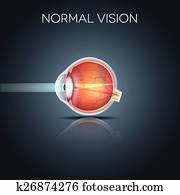 Normal eye Normal eye