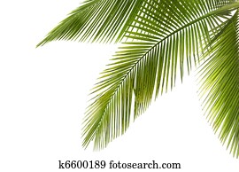 palm trä