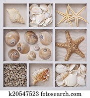 Seashells in a white box Seashells in a white box