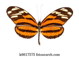 黒 オレンジ 蝶 Heliconius Erato 隔離された 写真館 イメージ館 K Fotosearch