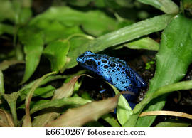 blue poison dart frog
