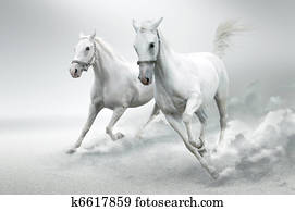 cavalos brancos