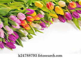 coloridos, tulips, flores