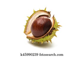 fruit chestnut fruit chestnut