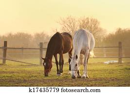 dois, cavalos, ligado, fazenda