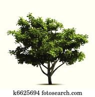 Green tree. Vector Green tree. Vector
