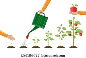 Growth of plant, from sprout to fruit. Growth of plant, from sprout to fruit.