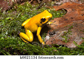 poison dart frog