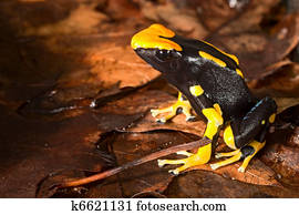 poison dart frog