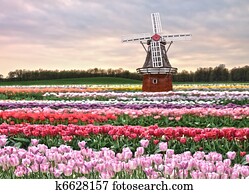 tulips field tulips field