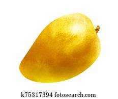 Watercolor mango on white Watercolor mango on white